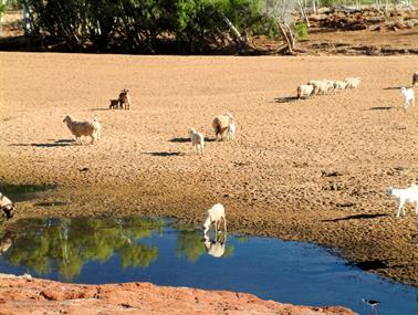 Lamb Drinks at Rocky Pool, Gascoyne River, Western Australia
